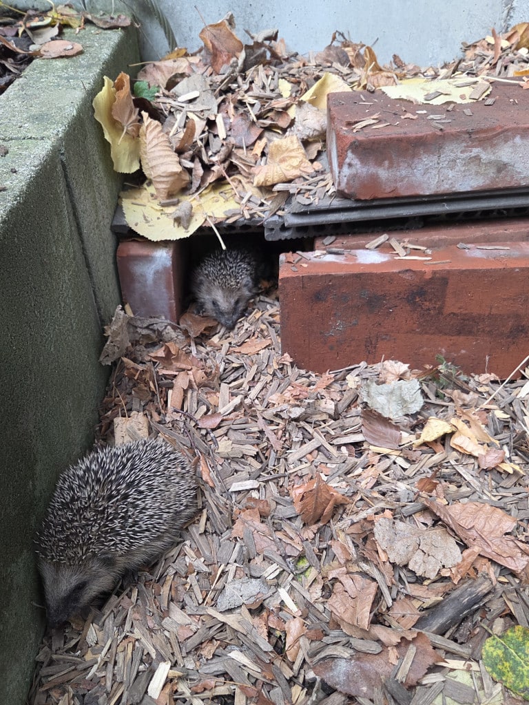 Letzte Woche entdeckten wir in unserem Garten einen ganz besonderen Besuch: 2 kleine Igelbabys!
Gemeinsam stellten wir ihnen ein kleines Häuschen zum Rückzug und eine Wasserschale hin.
Ganz vorsichtig und sehr gespannt beobachteten wir die beiden immer wieder am Tag.